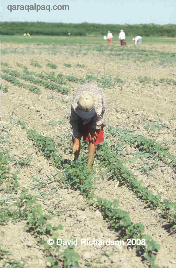 Young Qaraqalpaq boy weeding the new cotton crop, near Kegeyli