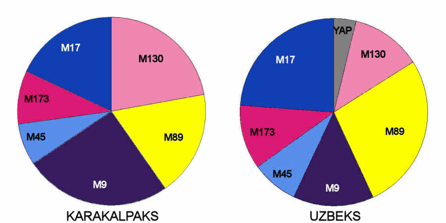 Distribution of Y chromosome haplotype lineages in Uzbeks and Qaraqalpaqs