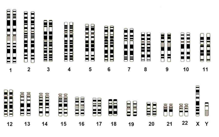 Qaraqalpaq Genetics